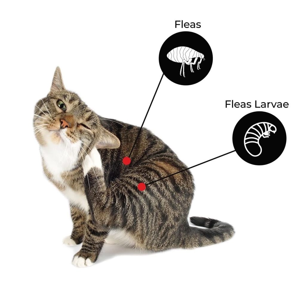 Rawatan Kutu Kucing | Advantage Cat Spot On Fleas Treatment For Cats