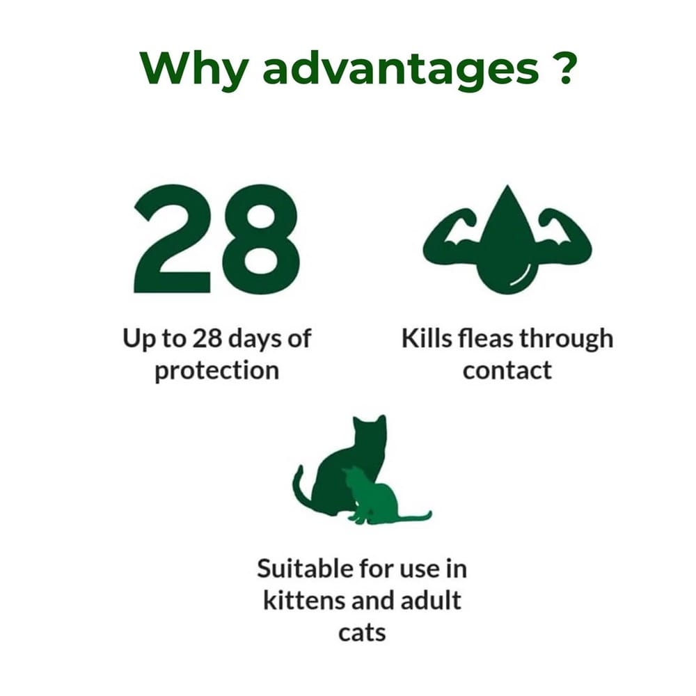 Rawatan Kutu Kucing | Advantage Cat Spot On Fleas Treatment For Cats