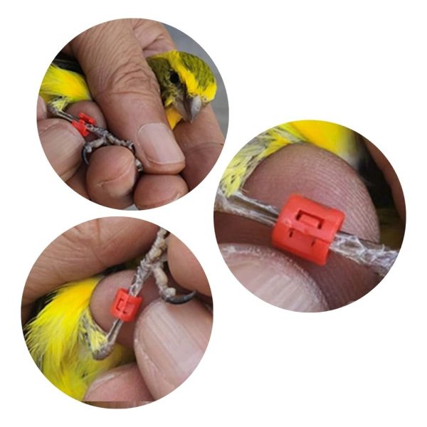 Cincin Kaki Burung Bernombor | Bird Foot Ring With Number