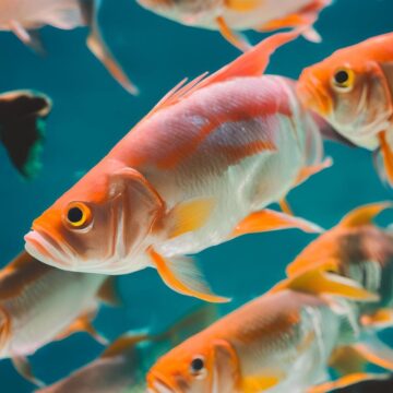 Makanan Ikan Air Masin