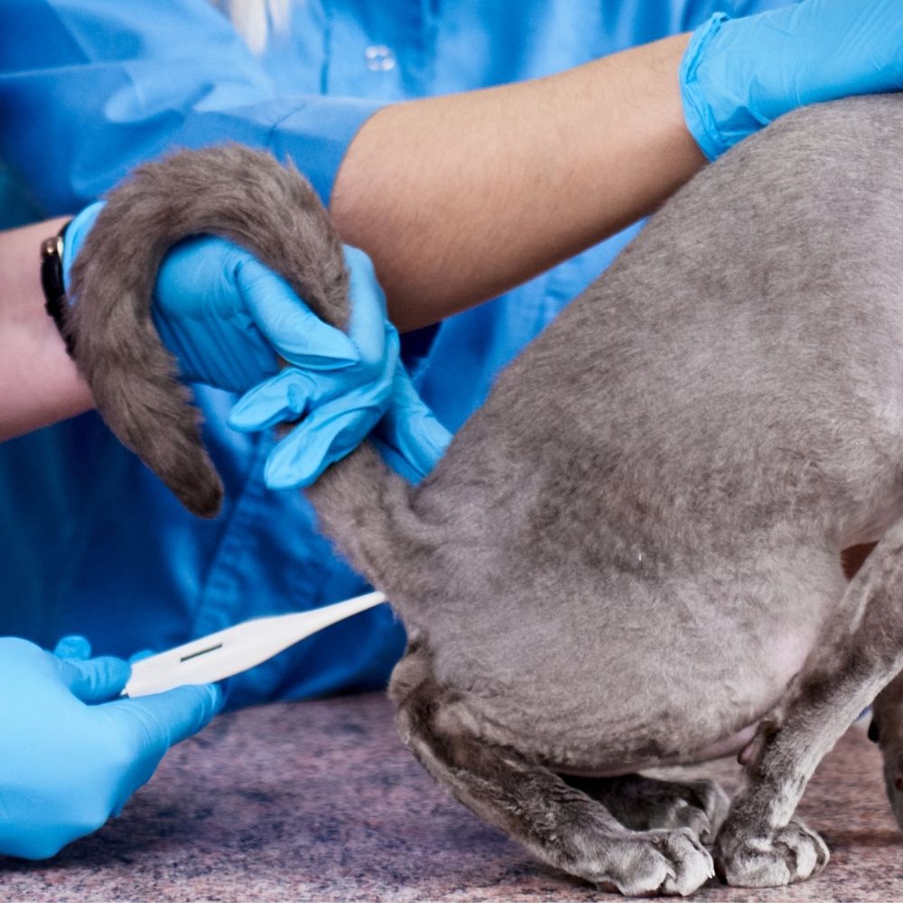 Thermometer Digital Haiwan - Image 2