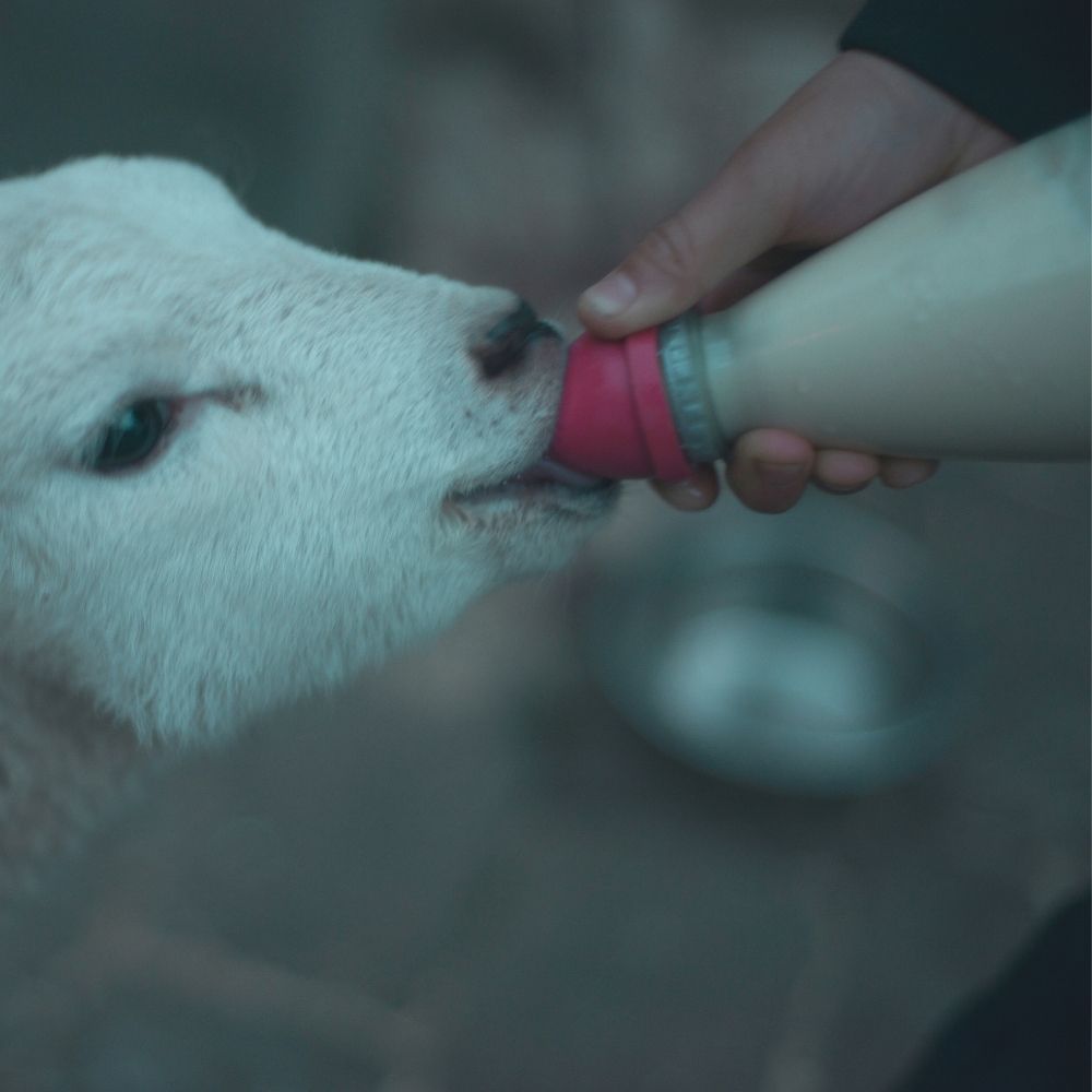 Puting Botol Susu Haiwan / Teat Lamb Universal