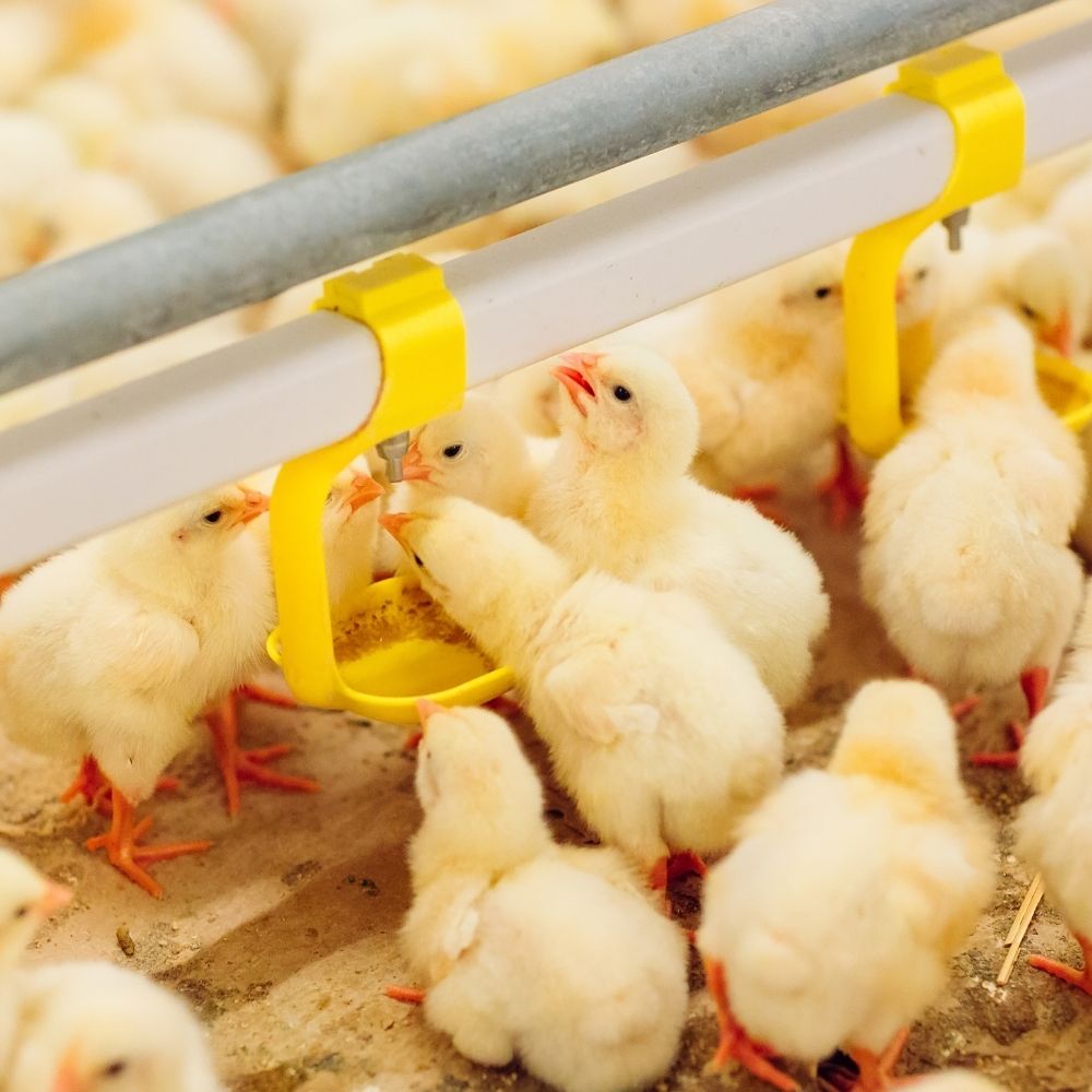 Alat Minum Automatik Ayam & Unggas / Nipple Drinker Plastik